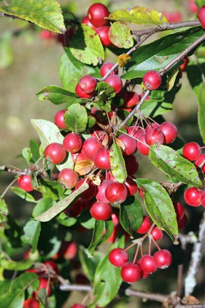 Malus 'Gorgeous' busk Malus 'Gorgeous' busk