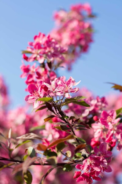 Malus 'Mokum' busk Malus 'Mokum' busk