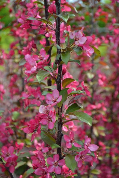 Malus toringo 'Scarlett' busk Malus toringo 'Scarlett' busk