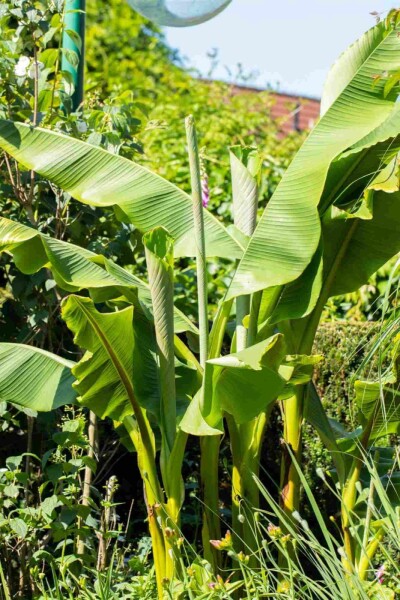 Musa basjoo