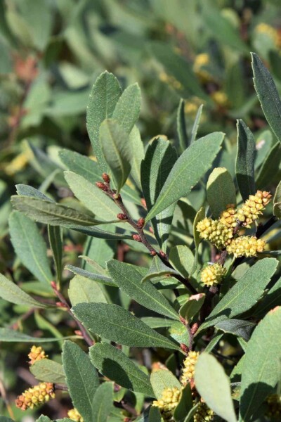 Myrica gale Myrica gale