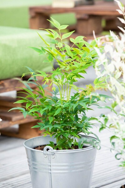 Nandina domestica 'Lemon and Lime' Nandina domestica 'Lemon and Lime'