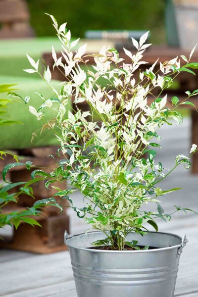 Nandina domestica 'Twilight' Nandina domestica 'Twilight'