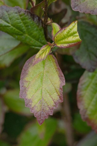 Parrotia persica 'Persian Spire'