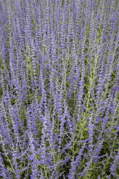 Perovskia atriplicifolia Perovskia atriplicifolia