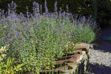 Perovskia atriplicifolia