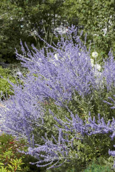 Perovskia atriplicifolia 'Little Spire' Perovskia atriplicifolia 'Little Spire'