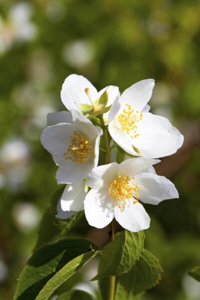 Philadelphus coronarius Philadelphus coronarius