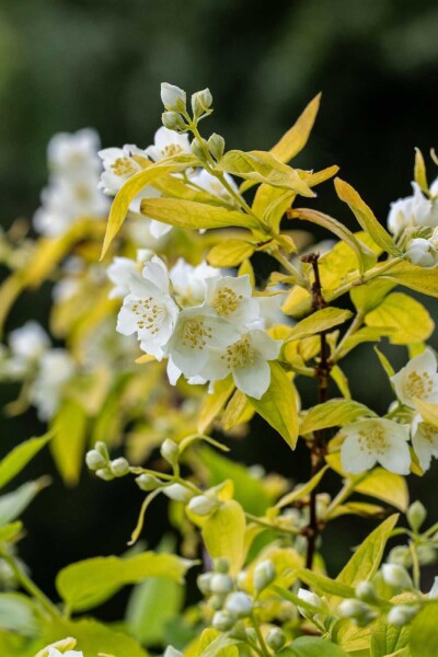Philadelphus coronarius 'Aureus' Philadelphus coronarius 'Aureus'