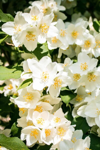 Philadelphus 'Lemoinei' Philadelphus 'Lemoinei'