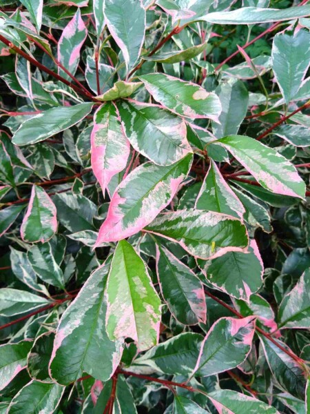 Photinia fraseri 'Pink Marble' Photinia fraseri 'Pink Marble'