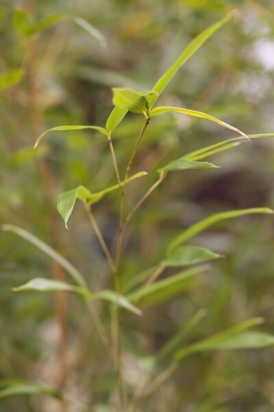 Phyllostachys aureosulcata 'Spectabilis' Phyllostachys aureosulcata 'Spectabilis'