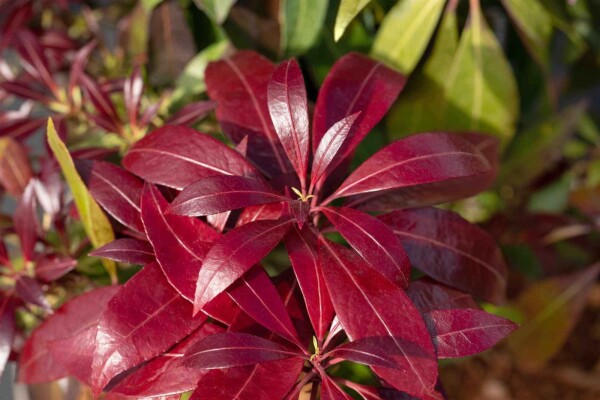 Pieris japonica 'Katsura' Pieris japonica 'Katsura'