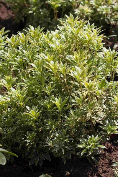 Pieris japonica 'Variegata' Pieris japonica 'Variegata'