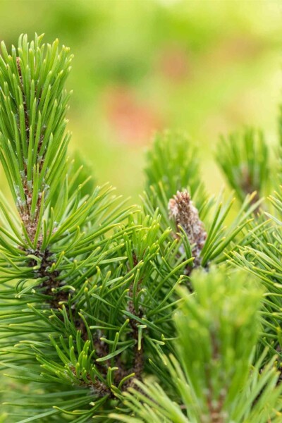 Pinus mugo 'Mops' Pinus mugo 'Mops'