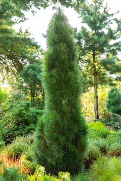 Pinus nigra 'Green Tower' Strauch Pinus nigra 'Green Tower' Strauch