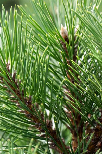 Pinus nigra 'Nana' Strauch Pinus nigra 'Nana' Strauch
