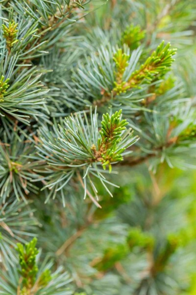 Pinus parviflora 'Negishi' Strauch Pinus parviflora 'Negishi' Strauch
