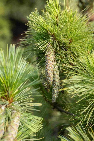 Pinus peuce Strauch Pinus peuce Strauch