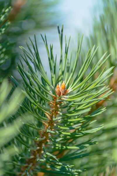 Pinus sylvestris