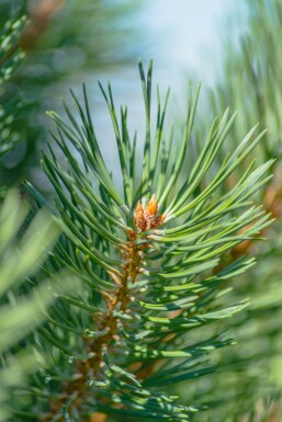 Pinus sylvestris