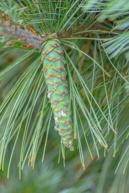 Pinus sylvestris 'Watereri'