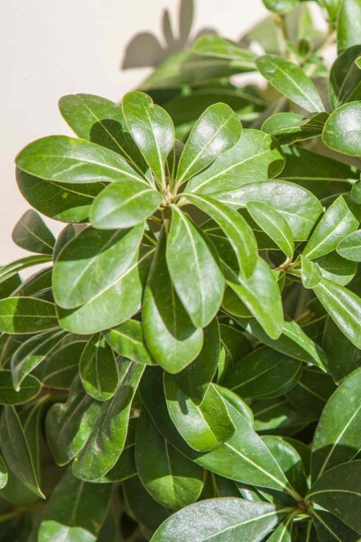 Pittosporum tobira 'Nanum' Pittosporum tobira 'Nanum'