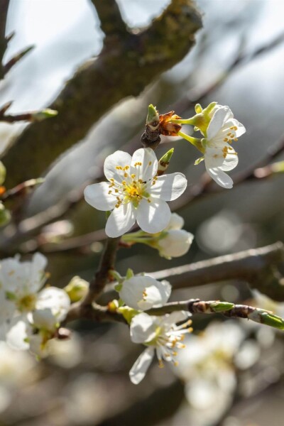 Prunus spinosa Prunus spinosa