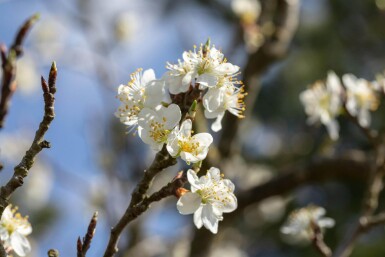 Prunus spinosa busk 80-120 cm bare rødder