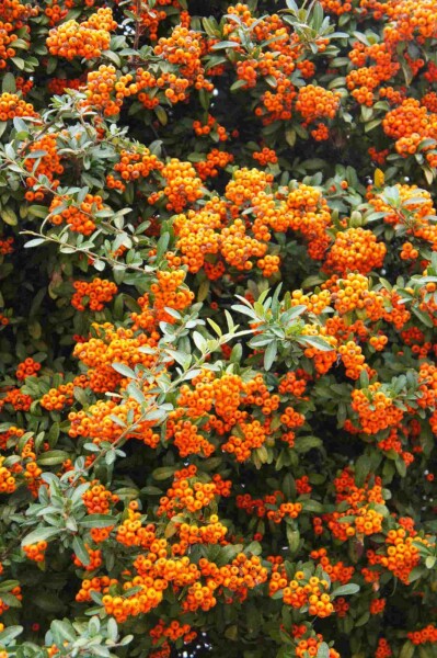 Pyracantha 'Red Cushion' Pyracantha 'Red Cushion'