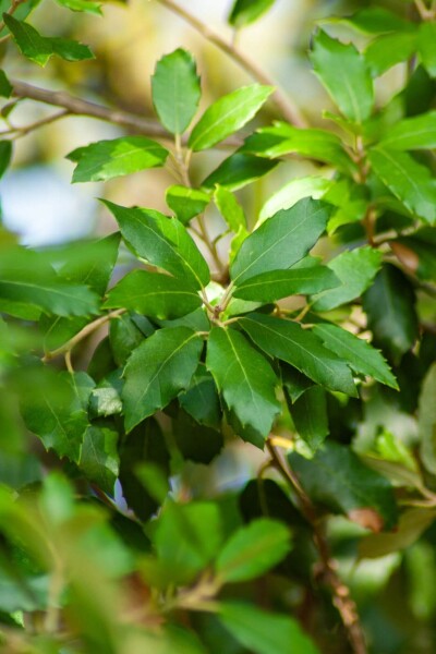 Quercus ilex busk Quercus ilex busk