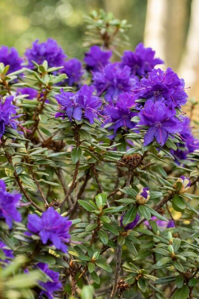 Rhododendron 'Azurika' struik Rhododendron 'Azurika' struik