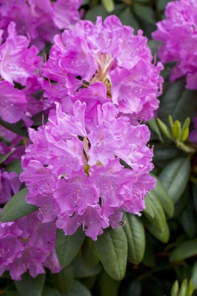 Rhododendron catawbiense 'Boursault' Rhododendron catawbiense 'Boursault'