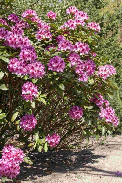 Rhododendron 'Cosmopolitan' Rhododendron 'Cosmopolitan'