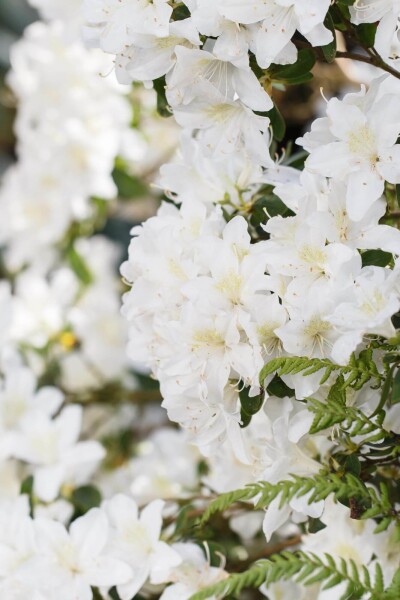 Rhododendron 'Dora Amateis' Rhododendron 'Dora Amateis'