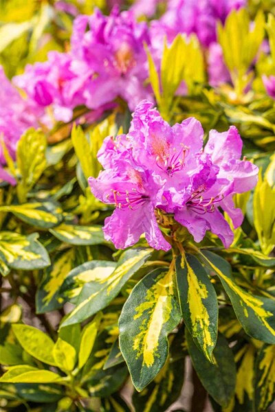 Rhododendron 'Goldflimmer' struik Rhododendron 'Goldflimmer' struik