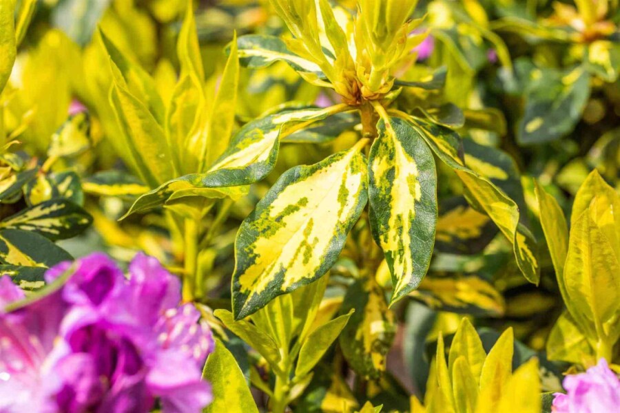 Rododendron Rhododendron 'Goldflimmer' buske 30-40 C5 Rhododendron 'Goldflimmer' buske 30-40 cm