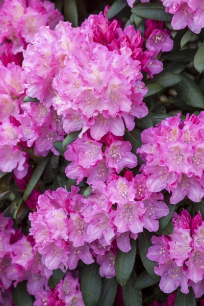 Rhododendron 'Kalinka' Rhododendron 'Kalinka'