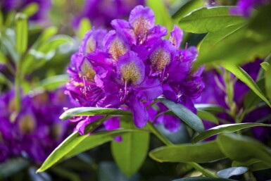 Rhododendron 'Marcel Menard' C5 30-40