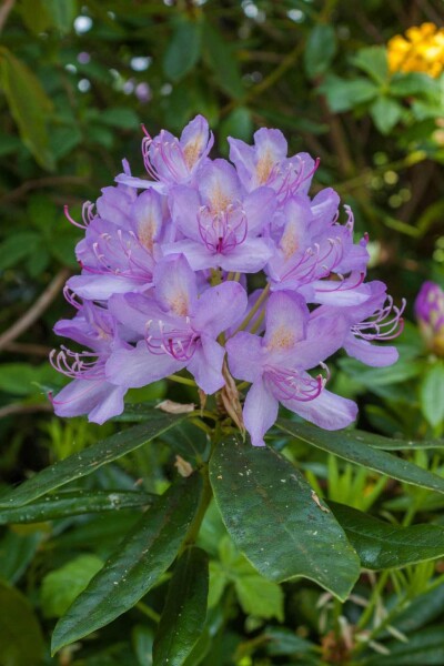 Rhododendron 'Moerheim' struik Rhododendron 'Moerheim' struik