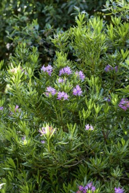 Rhododendron ponticum arbuste 30-40 cm