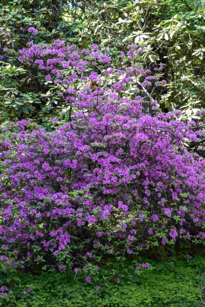 Rhododendron praecox Rhododendron praecox