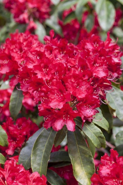Rhododendron 'Red Jack' Rhododendron 'Red Jack'
