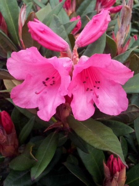 Rhododendron 'Winsome' Rhododendron 'Winsome'