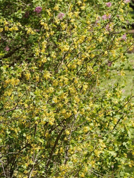 Ribes odoratum Ribes odoratum