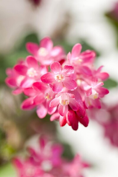 Ribes sanguineum Ribes sanguineum