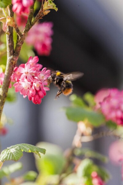 Ribes sanguineum 'King Edward VII' Ribes sanguineum 'King Edward VII'