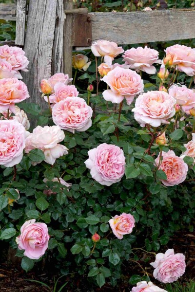 Rosa 'Abraham Darby' Rosa 'Abraham Darby'