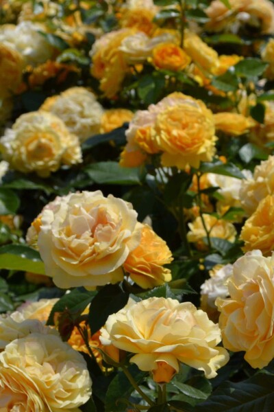 Rosa 'Absolutely Fabulous' arbuste Rosa 'Absolutely Fabulous' arbuste