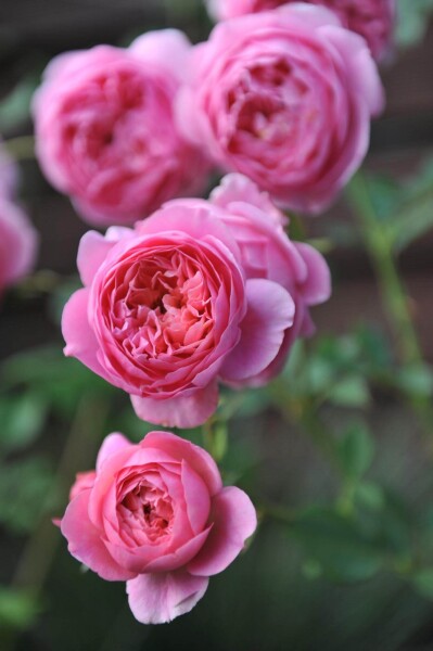 Rosa 'Boscobel' Rosa 'Boscobel'